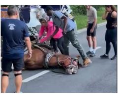 В Нью-Йорке лошадь пала замертво