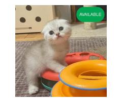 22 Scottish fold boy silver chinchilla Sale in Brooklyn New York