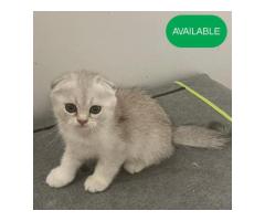 33 Scottish fold boy silver chinchilla  first deworming and first vaccination