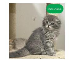 10 Scottish fold long hair boy first deworming and first vaccinationfor Sale in Brooklyn New York