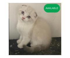 17 Scottish fold blue eyes boy first deworming and first vaccination Sale in Brooklyn New York