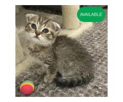 28 Scottish fold girl golden chinchilla Sale in Brooklyn New York