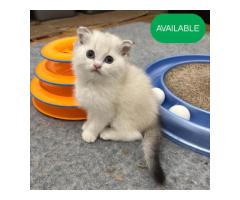 New York Scottish Fold Kittens SCOTTISH FOLD CATTERY AVAILABLE KITTENS for sale