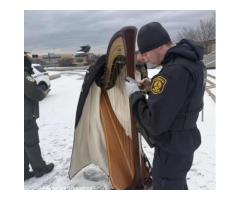 Гражданин США принес арфу разделся догола и прыгнул в реку