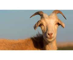 Власти Даллас арендовали около 300 коз, чтобы очистить городские парки