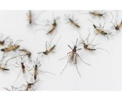 Аномальные осадки привели к тому, что сезон размножения комаров начался раньше срока