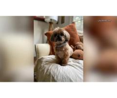 Горный лев похитил собаку в Glendale